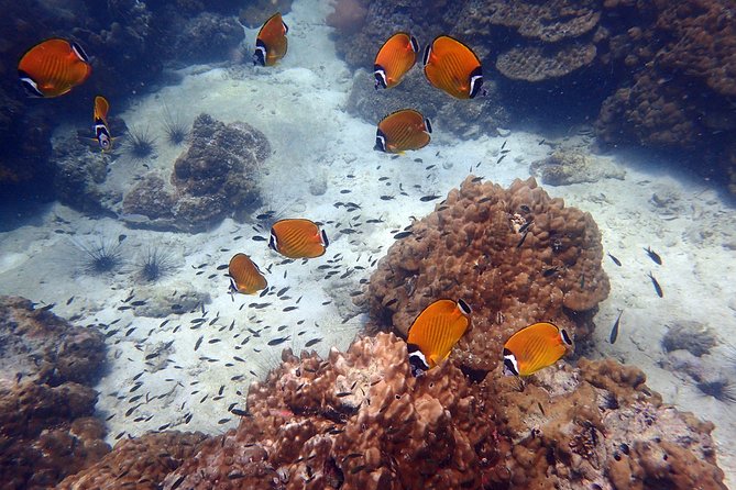 Angthong Marine Park Semi-Private Sunset Tour - Common Questions