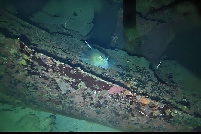 Anguilla Based: 1-Tank Group Night Dive (certification Required) - An In-Depth Look at the Night Dive Experience