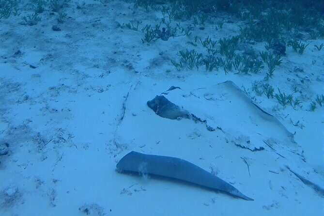 Anguilla Based: 1-Tank Group Night Dive (certification Required) - FAQs