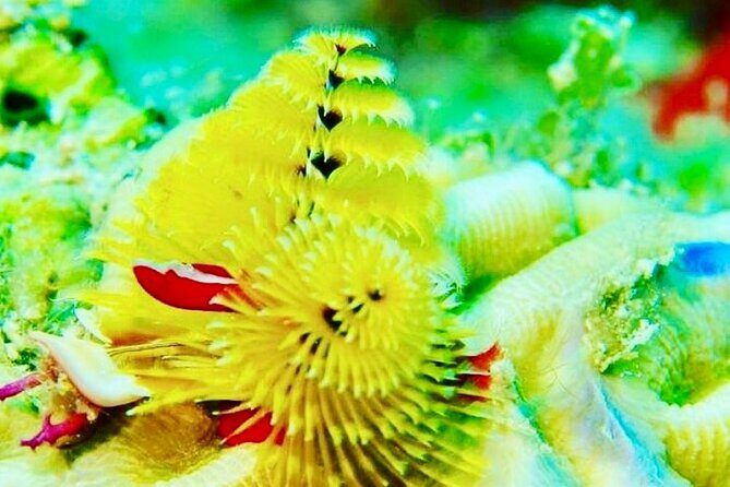 Anguilla Based: PADI Discover Scuba (Introductory Dive) - What You’ll Experience