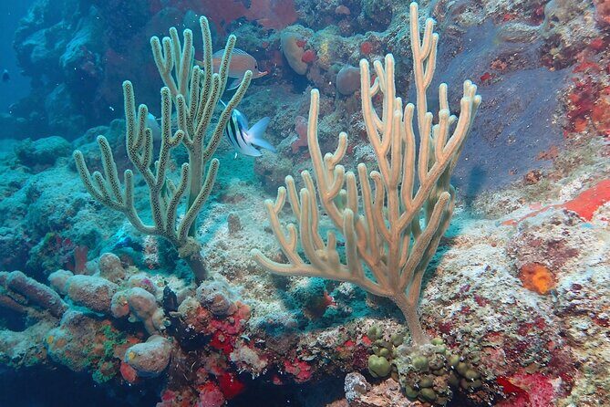 Anguilla Based: PADI Discover Scuba (Introductory Dive) - Weather and Cancellation Policy