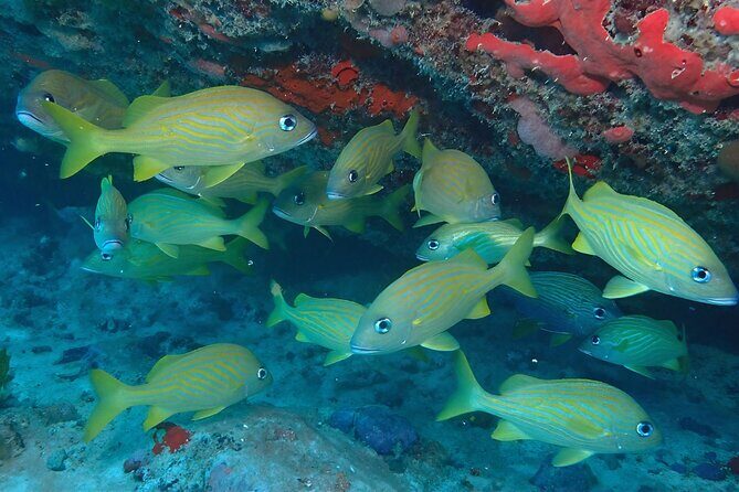 Anguilla Based: PADI Discover Scuba (Introductory Dive) - The Sum Up