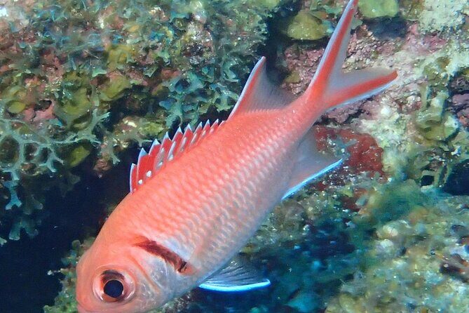 Anguilla Based:Complete your PADI Open Water Dives 1 & 2 with us - Exploring the Details of the Experience