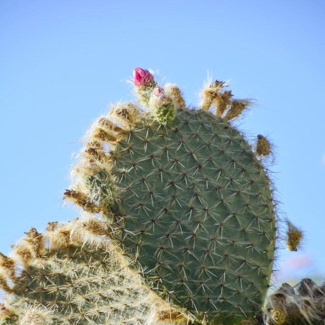 Anima Garden & Ourika Valley Berber Villages Day Trip - Experience Highlights