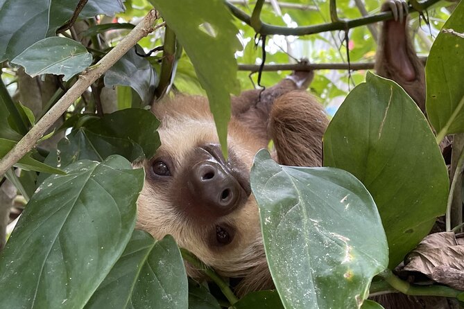 Animal Adventure in the Jungle With Kayak in the River and in the Sea - Tour Overview