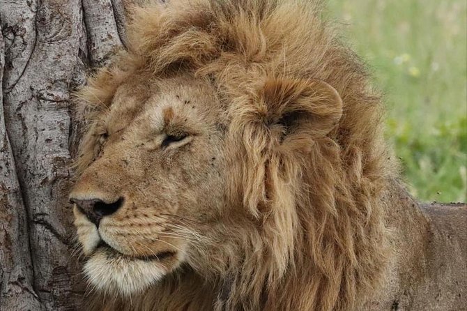 Animal Migration Safaris , Destination - Kenya - Pickup Details