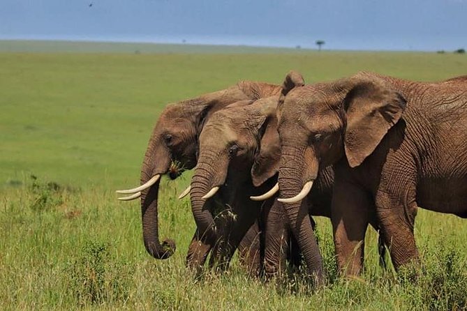 Animal Migration Safaris , Destination - Kenya - Safety Tips