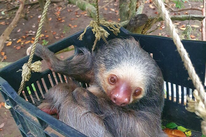 Animal Rescue Center Around San Jose - Experience Tour - Location and Duration