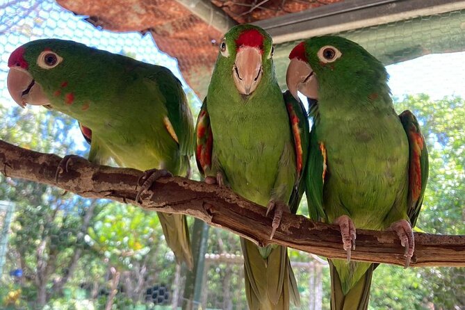 Animal Rescue Center Around San Jose - Experience Tour - Accessibility Details
