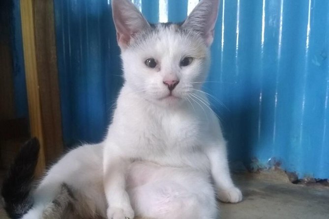 Animals Fiji Nadi Clinic Visit  - Viti Levu - Challenges Faced by Animals in Fiji