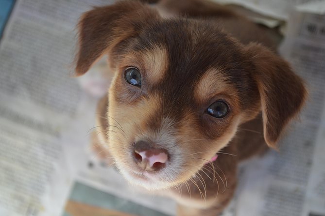 Animals Fiji Nadi Clinic Visit  - Viti Levu - Socializing and Preparing Pets for Adoption
