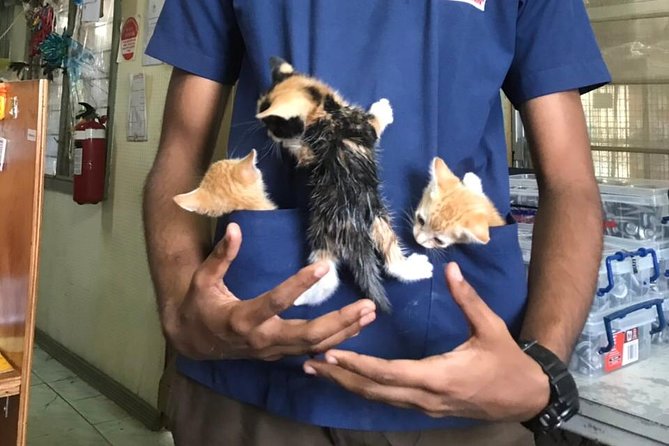Animals Fiji Nadi Clinic Visit  - Viti Levu - Meeting and Pickup Options
