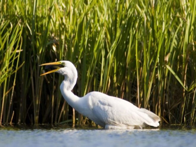 Anklam: Evening Wildlife Boat Tour With Naturalist Guide - Participant Information