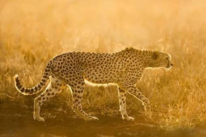 Ann De-Wildt Cheetah Tour - Tour Highlights