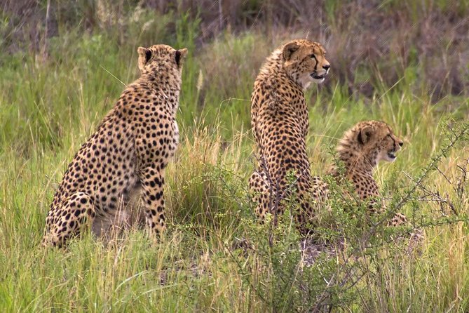 Ann Van Dyk Cheetah Centre - Reviews and Ratings