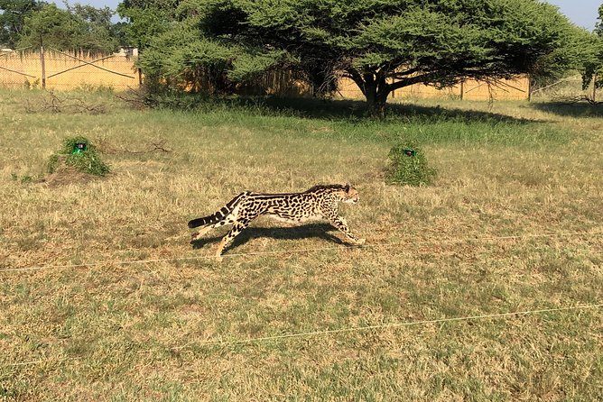 Ann Van Dyk Cheetah Centre Tour From Johannesburg or Pretoria - Pricing and Reservation Information