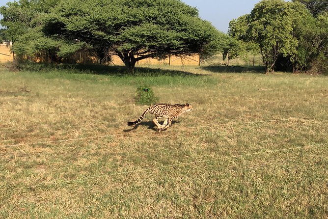 Ann Van Dyk Cheetah Centre Tour From Johannesburg or Pretoria - Tour Overview