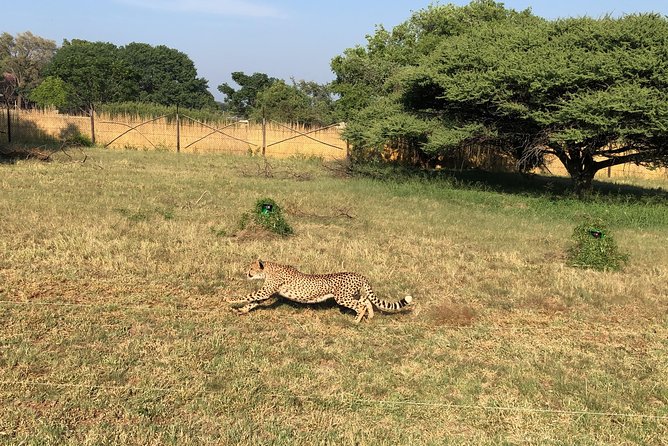 Ann Van Dyk Cheetah Centre Tour From Johannesburg or Pretoria - Tour Activities