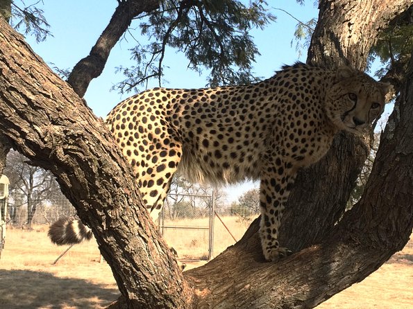 Ann Van Dyk Cheetah Centre Tour From Johannesburg or Pretoria - Availability and Booking