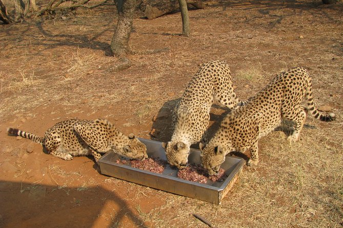 Ann Van Dyk Cheetah Centre Tour From Johannesburg or Pretoria - Cancellation Policy