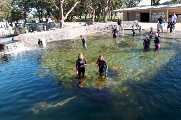 Anna Bay: Irukandji Entry and Shallow Water Shark Encounter - Activity Details