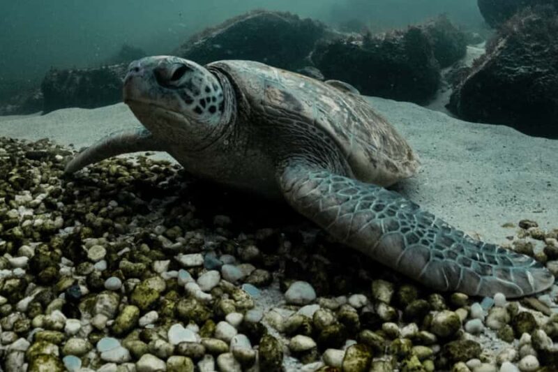 Anna Bay: Irukandji Entry + Coastal Currents Snorkel - A Closer Look at the Fingill Lagoon Snorkeling Experience