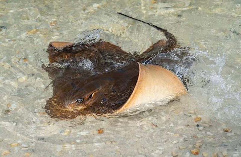 Anna Bay: Irukandji Entry + Coastal Currents Snorkel - Who Would Love This Experience?