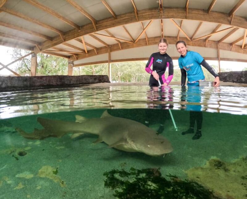 Anna Bay: Irukandji Entry Pass with Reef Shark Encounter - Introduction