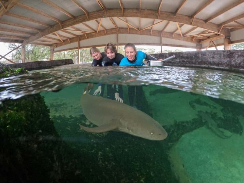 Anna Bay: Irukandji Entry Pass with Reef Shark Encounter - Good To Know