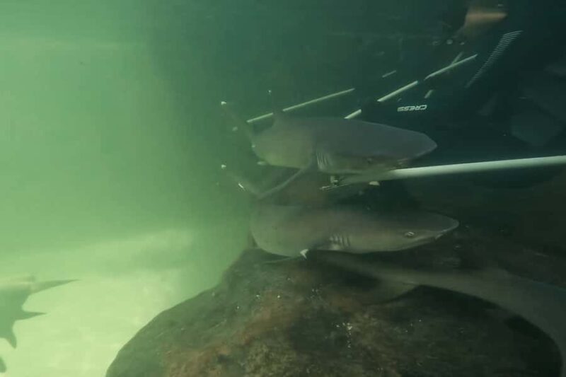 Anna Bay: Irukandji Entry Pass with Reef Shark Encounter - The Value of Guided Marine Encounters