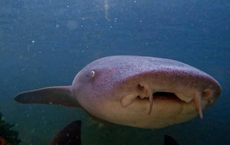 Anna Bay: Irukandji Entry Pass with Reef Shark Snorkel - An In-Depth Look at the Experience