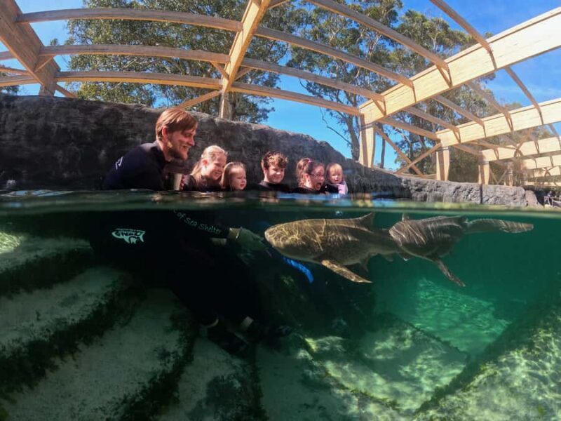 Anna Bay: Irukandji Entry Pass with Zebra Shark Encounter - Introduction