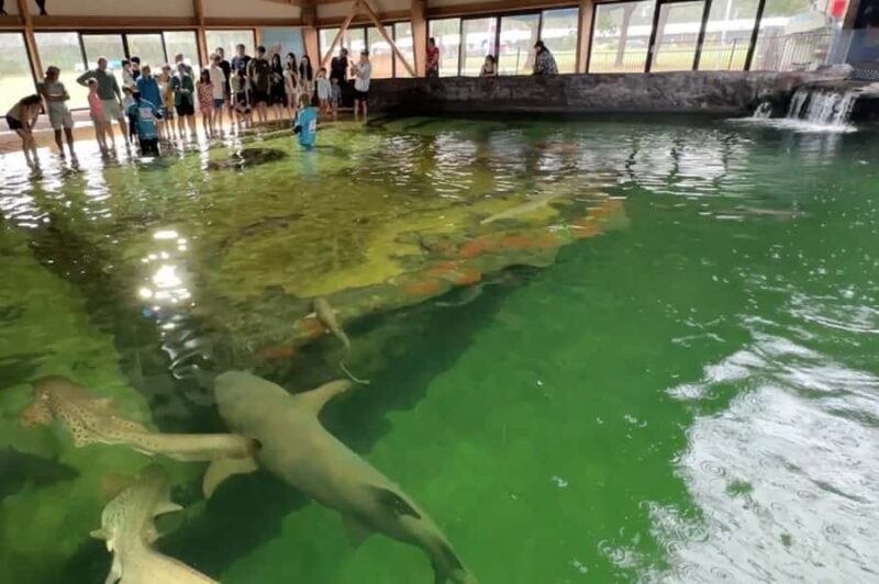 Anna Bay: Irukandji Entry Pass with Zebra Shark Encounter - Why This Tour Offers Great Value