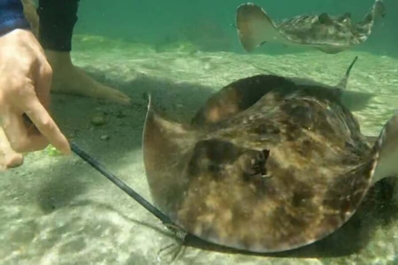 Anna Bay: Irukandji Entry Pass with Zebra Shark Encounter - Final Thoughts