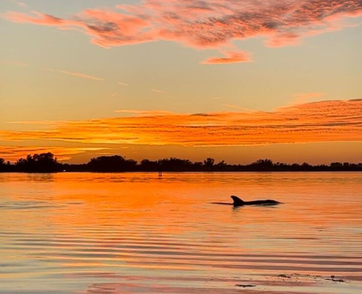 Anna Maria Island and Bradenton: Sunset Kayak Dolphin Tour - Good To Know