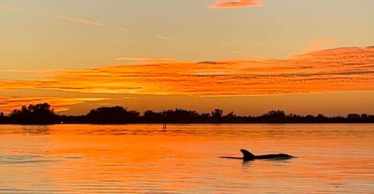 Anna Maria Island and Bradenton: Sunset Kayak Dolphin Tour - Tour Overview