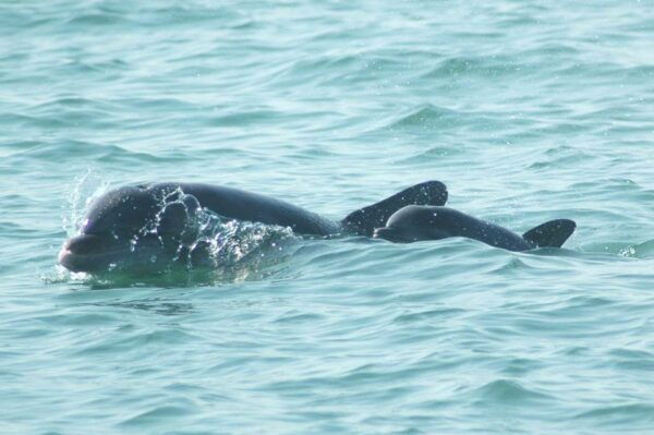 Anna Maria Island and Bradenton: Sunset Kayak Dolphin Tour - Helpful Tour Information
