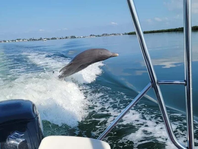 Anna Maria Island: Dolphin Cruise - Good To Know  