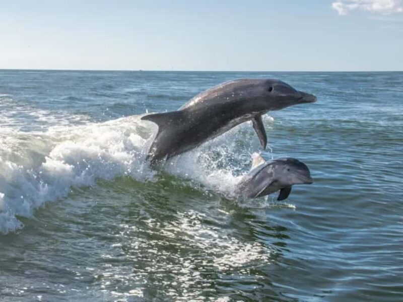 Anna Maria Island: Dolphin Cruise - Who Will Love This Tour?