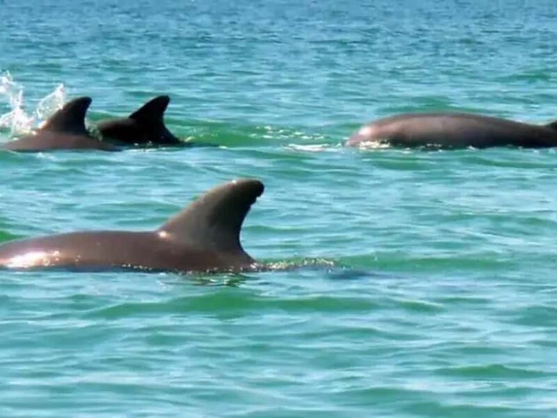 Anna Maria Island: Dolphin Cruise - Final Thoughts