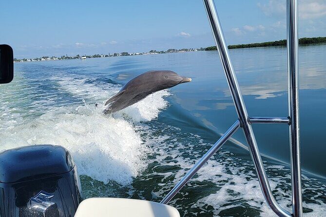 Anna Maria Island Dolphin Sightseeing Adventure - Good To Know  