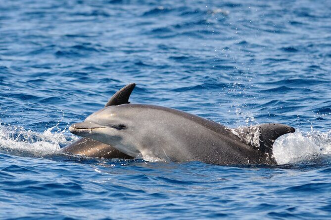 Anna Maria Island Dolphin Sightseeing Adventure - Who Will Love This Tour?
