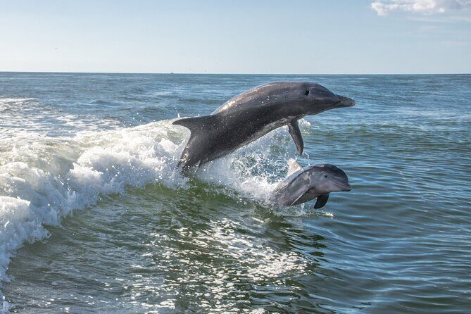 Anna Maria Island Dolphin Sightseeing Adventure - Final Thoughts: Why Choose the Anna Maria Island Dolphin Sightseeing Adventure?