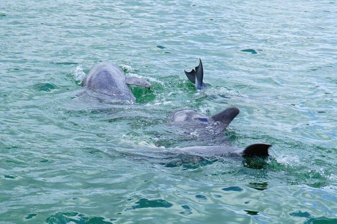 Anna Maria Island Dolphin Sightseeing Adventure - Frequently Asked Questions