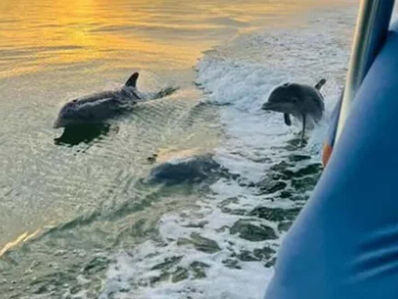Anna Maria Island: Sunset Dolphin Cruise - An Authentic Look at the Experience