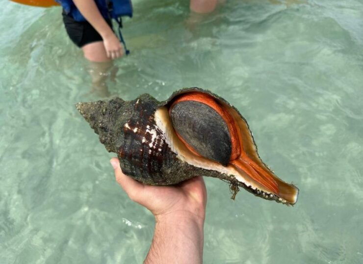 Anna Maria Island: The Island Kayak Tour - Good To Know