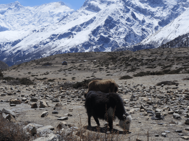 Annapurana Circuits With Adventure- 10DAYS From Kathmandu - Essential Information