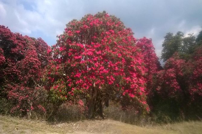 Annapurna Base Camp Trek - 11 Days - Common Questions