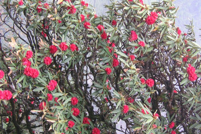 Annapurna Base Camp Trek - Common Questions