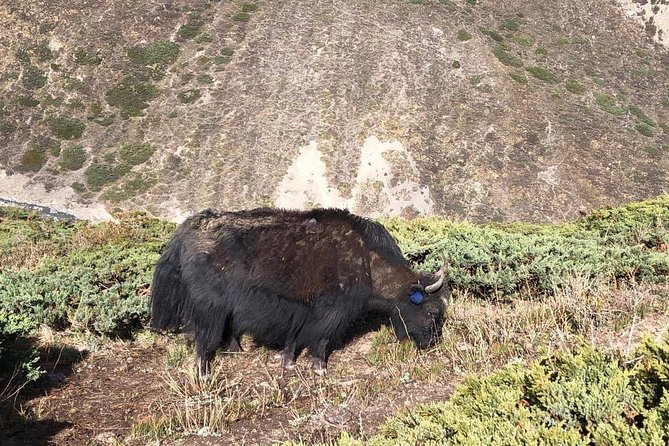 Annapurna Base Camp Trekking - Common Questions